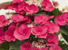 Load image into Gallery viewer, ***CHERRY EXPLOSION*** Hydrangea Macrophylla Starter Plant