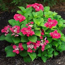 Load image into Gallery viewer, ***CHERRY EXPLOSION*** Hydrangea Macrophylla Starter Plant