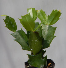 Load image into Gallery viewer, Georgia Peach Christmas Cactus/Thanksgiving Cactus Schlumbergera-Truncata Rooted STARTER Plant