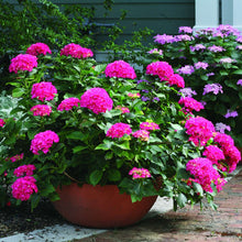Load image into Gallery viewer, CITYLINE PARIS~~Hydrangea Starter Plant~Blooms from Periwinkle to Raspberry