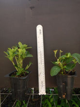 Load image into Gallery viewer, CITYLINE PARIS~~Hydrangea Starter Plant~Blooms from Periwinkle to Raspberry