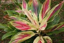 Load image into Gallery viewer, **EXOTICA** Cordyline Terminalis Hawaiian Ti Plant**AKA Good Luck Plants