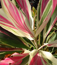 Load image into Gallery viewer, **EXOTICA** Cordyline Terminalis Hawaiian Ti Plant**AKA Good Luck Plants