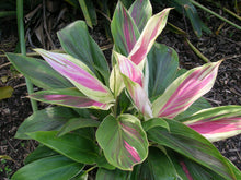 Load image into Gallery viewer, **EXOTICA** Cordyline Terminalis Hawaiian Ti Plant**AKA Good Luck Plants
