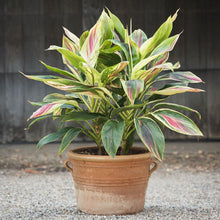 Load image into Gallery viewer, **EXOTICA** Cordyline Terminalis Hawaiian Ti Plant**AKA Good Luck Plants