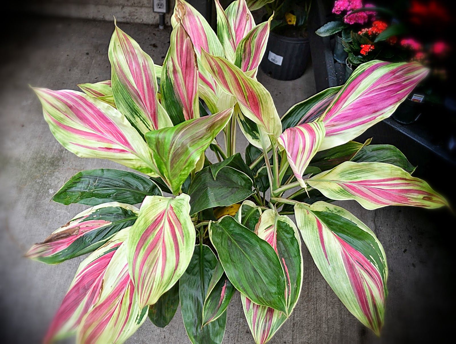 EXOTICA** Cordyline Terminalis Hawaiian Ti Plant**AKA Good Luck Plan –  Hope's Flower Garden