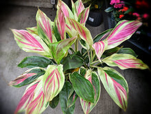 Load image into Gallery viewer, **EXOTICA** Cordyline Terminalis Hawaiian Ti Plant**AKA Good Luck Plants