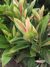 Load image into Gallery viewer, **EXOTICA** Cordyline Terminalis Hawaiian Ti Plant**AKA Good Luck Plants