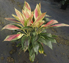 Load image into Gallery viewer, **EXOTICA** Cordyline Terminalis Hawaiian Ti Plant**AKA Good Luck Plants