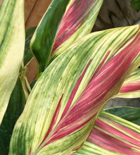 Load image into Gallery viewer, **EXOTICA** Cordyline Terminalis Hawaiian Ti Plant**AKA Good Luck Plants