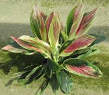 Load image into Gallery viewer, **EXOTICA** Cordyline Terminalis Hawaiian Ti Plant**AKA Good Luck Plants