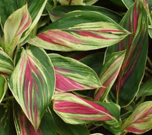 Load image into Gallery viewer, **EXOTICA** Cordyline Terminalis Hawaiian Ti Plant**AKA Good Luck Plants