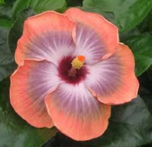 Load image into Gallery viewer, ***5TH DIMENSION*** Rooted Exotic Tropical Hibiscus Plant* **AKA Fancy Hibiscus