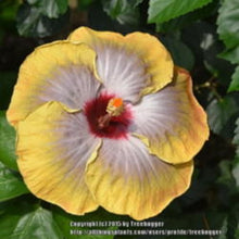 Load image into Gallery viewer, ***5TH DIMENSION*** Rooted Exotic Tropical Hibiscus Plant* **AKA Fancy Hibiscus
