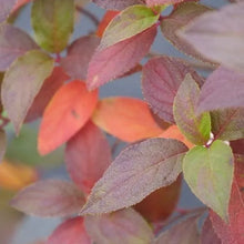 Load image into Gallery viewer, FIRE LIGHT TIDBIT~~Hydrangea Starter Plant~Blooms from Snow White to Mauve Pink