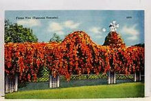 Load image into Gallery viewer, **FLORIDA FLAME VINE**Pyrostegia Venusta**Well Rooted Plant**ATTRACTS HUMMINGBIRDS & BUTTERFLIES