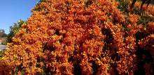 Load image into Gallery viewer, **FLORIDA FLAME VINE**Pyrostegia Venusta**Well Rooted Plant**ATTRACTS HUMMINGBIRDS & BUTTERFLIES