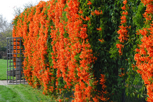 Load image into Gallery viewer, **FLORIDA FLAME VINE**Pyrostegia Venusta**Well Rooted Plant**ATTRACTS HUMMINGBIRDS & BUTTERFLIES