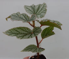 Load image into Gallery viewer, FROSTY-Angel Wing Begonia Rooted Starter Plant