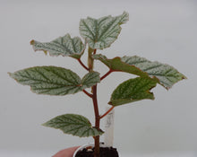 Load image into Gallery viewer, FROSTY-Angel Wing Begonia Rooted Starter Plant