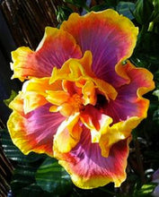 Load image into Gallery viewer, ***GATOR MAGIC*** Small Rooted Exotic Tropical Hibiscus Starter Plant***AKA Fancy Hibiscus