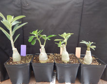Load image into Gallery viewer, VULCANUS NX-Grafted Adenium Obesum Desert Rose STARTER Plant
