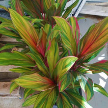 Load image into Gallery viewer, **HARLEQUIN** Cordyline Terminalis Hawaiian Ti Plant**AKA Good Luck Plants