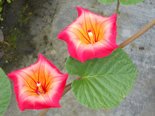 Load image into Gallery viewer, ~ HAWAIIAN SUNSET~Stictocardia Beraviensis Vine Plant ~Large Pink Yellow Flower~