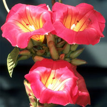 Load image into Gallery viewer, ~ HAWAIIAN SUNSET~Stictocardia Beraviensis Vine Plant ~Large Pink Yellow Flower~