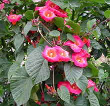 Load image into Gallery viewer, ~ HAWAIIAN SUNSET~Stictocardia Beraviensis Vine Plant ~Large Pink Yellow Flower~