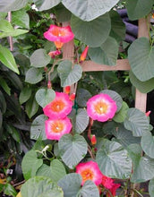 Load image into Gallery viewer, ~ HAWAIIAN SUNSET~Stictocardia Beraviensis Vine Plant ~Large Pink Yellow Flower~
