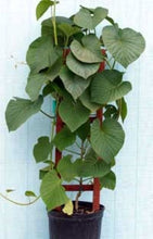 Load image into Gallery viewer, ~ HAWAIIAN SUNSET~Stictocardia Beraviensis Vine Plant ~Large Pink Yellow Flower~