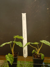 Load image into Gallery viewer, **HILO BEAUTY**Elephant Ear**Alocasia**SMALL Rooted Starter Plant**USA SELLER**