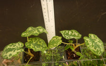 Load image into Gallery viewer, **HILO BEAUTY**Elephant Ear**Alocasia**SMALL Rooted Starter Plant**USA SELLER**