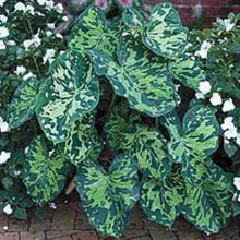Load image into Gallery viewer, **HILO BEAUTY**Elephant Ear**Alocasia**SMALL Rooted Starter Plant**USA SELLER**