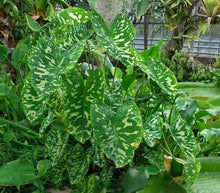 Load image into Gallery viewer, **HILO BEAUTY**Elephant Ear**Alocasia**SMALL Rooted Starter Plant**USA SELLER**
