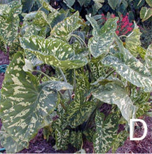 Load image into Gallery viewer, **HILO BEAUTY**Elephant Ear**Alocasia**SMALL Rooted Starter Plant**USA SELLER**