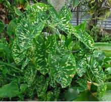 Load image into Gallery viewer, **HILO BEAUTY**Elephant Ear**Alocasia**SMALL Rooted Starter Plant**USA SELLER**