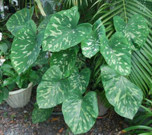 Load image into Gallery viewer, **HILO BEAUTY**Elephant Ear**Alocasia**SMALL Rooted Starter Plant**USA SELLER**