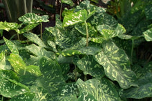 Load image into Gallery viewer, **HILO BEAUTY**Elephant Ear**Alocasia**SMALL Rooted Starter Plant**USA SELLER**