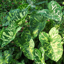 Load image into Gallery viewer, **HILO BEAUTY**Elephant Ear**Alocasia**SMALL Rooted Starter Plant**USA SELLER**