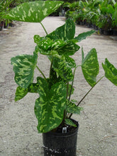 Load image into Gallery viewer, **HILO BEAUTY**Elephant Ear**Alocasia**SMALL Rooted Starter Plant**USA SELLER**