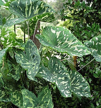 Load image into Gallery viewer, **HILO BEAUTY**Elephant Ear**Alocasia**SMALL Rooted Starter Plant**USA SELLER**