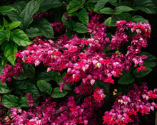Load image into Gallery viewer, ~~JAVA RED~~Bleeding Heart Rooted Starter Plant~~Clerodendrum Delectum~Red & Purple