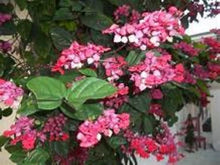 Load image into Gallery viewer, ~~JAVA RED~~Bleeding Heart Rooted Starter Plant~~Clerodendrum Delectum~Red & Purple