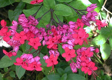 Load image into Gallery viewer, ~~JAVA RED~~Bleeding Heart Rooted Starter Plant~~Clerodendrum Delectum~Red & Purple