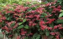 Load image into Gallery viewer, ~~JAVA RED~~Bleeding Heart Rooted Starter Plant~~Clerodendrum Delectum~Red & Purple
