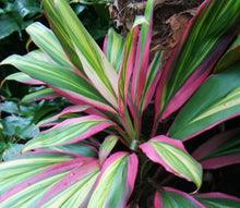 Load image into Gallery viewer, **KIWI** Cordyline Terminalis Hawaiian Ti Plant **AKA Good Luck Plants