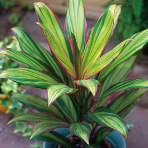 cordyline kiwi plant **KIWI** Cordyline Terminalis Hawaiian Ti Plant **AKA Good Luck Plants
