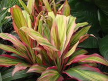 Load image into Gallery viewer, **KIWI** Cordyline Terminalis Hawaiian Ti Plant **AKA Good Luck Plants